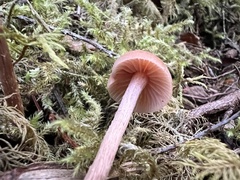 Laccaria laccata