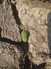 Cucumis myriocarpus