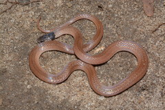 Aparallactus capensis