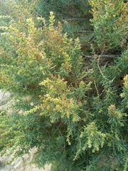 Salsola oppositifolia