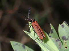Pseudolycus torridus