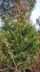 Libocedrus bidwillii