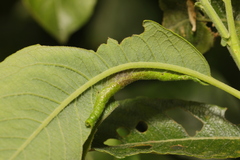 Phyllonorycter salictella