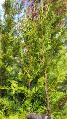 Libocedrus bidwillii