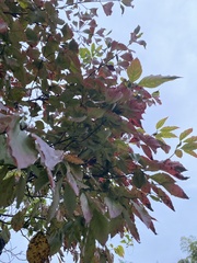 Cornus florida