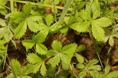 Potentilla reptans