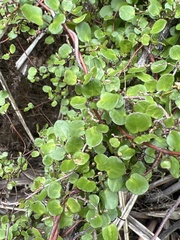 Muehlenbeckia complexa