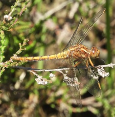 Orthetrum coerulescens