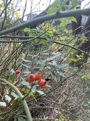 Rosa canina