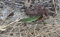 Atractomorpha sinensis