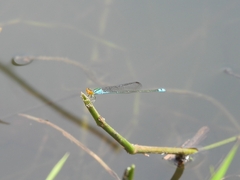 Pseudagrion rubriceps