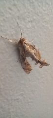 Terastia africana