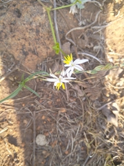 Chlorophytum cooperi