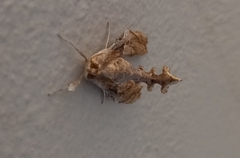 Terastia africana
