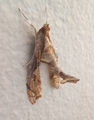 Terastia africana