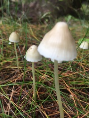 Mycena epipterygia