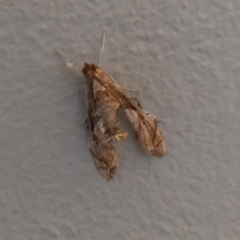 Terastia africana
