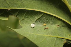 Paidiscura pallens