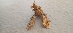 Terastia africana