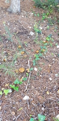 Suillus bovinus