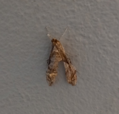 Terastia africana