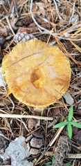 Suillus bovinus