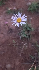 Erigeron foliosus