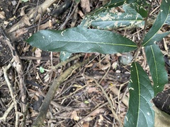 Cryptocarya