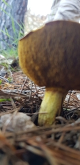 Suillus bovinus