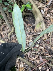 Cryptocarya