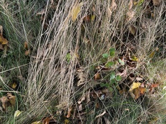 Poa nemoralis
