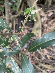 Cryptocarya