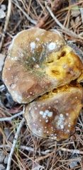 Suillus bovinus