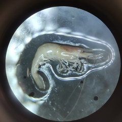 Atyaephyra desmarestii