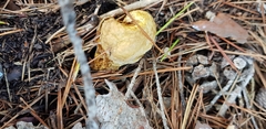 Suillus bovinus