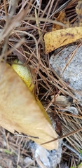 Suillus bovinus