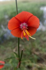 Pentapetes phoenicea