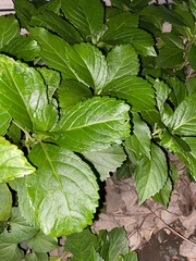 Hydrangea macrophylla