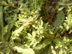 Polygonum