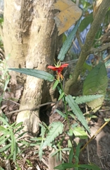 Pentapetes phoenicea