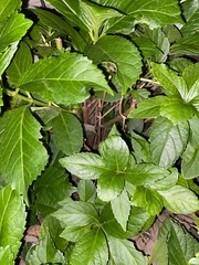 Hydrangea macrophylla