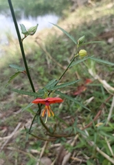 Pentapetes phoenicea