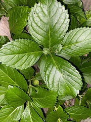 Hydrangea macrophylla