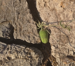 Cucumis myriocarpus