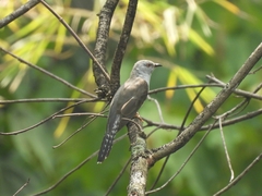 Cacomantis merulinus