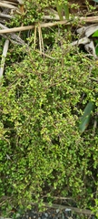 Coprosma rhamnoides