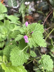 Lamium hybridum