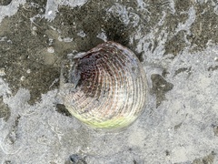 Austrovenus stutchburyi
