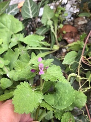Lamium hybridum