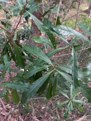 Planchonella pohlmaniana